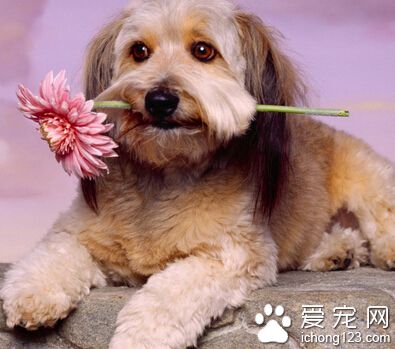 狗狗感冒了吃什么 需要及时医治处理