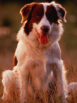 怀孕的狗狗吃什么 宜少食多餐