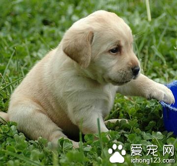  拉布拉多和金毛的区别 区分是有章可循的