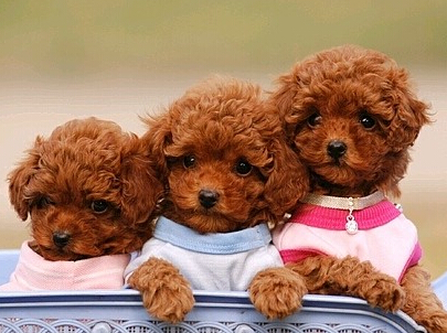 训练狗狗大便 开始需要缩小狗狗活动范围