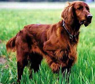 爱尔兰雪达犬的价格 地方不同价格有所偏差