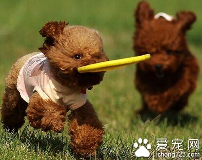 最适合家养的大型犬 更显霸气不矫情