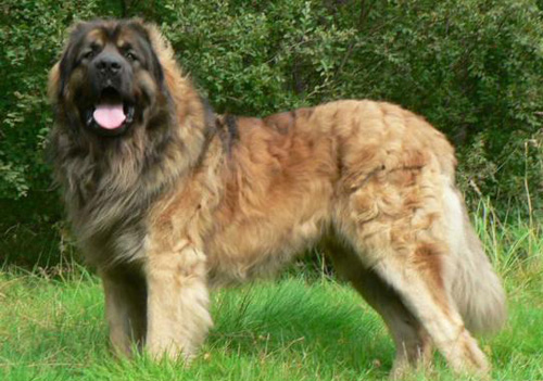 高加索适合家养吗 需要训练才能适应环境