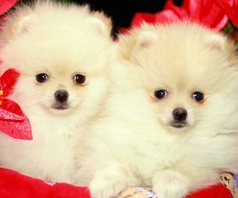 如何训练狗狗衔取 训练时必须分步进行