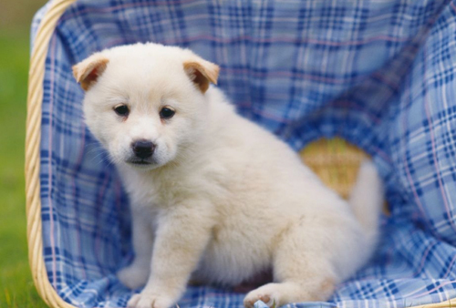 狗狗拉稀吃什么药   最好少用药用食补