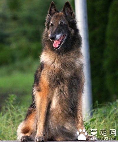  比利时坦比连犬的日常护理 每天为它梳理被毛