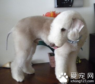 贝灵顿梗是大型犬吗 是中型犬适合居家饲养