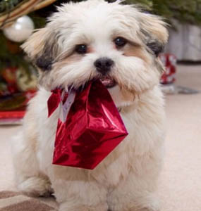 适合家养的小动物 选择适合自己的