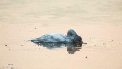 爱是相守 小天鹅为追随离世母亲撞冰而亡