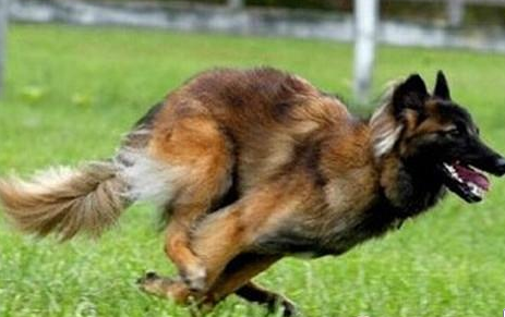 比利时坦比连犬价格 一种匀称的中型犬