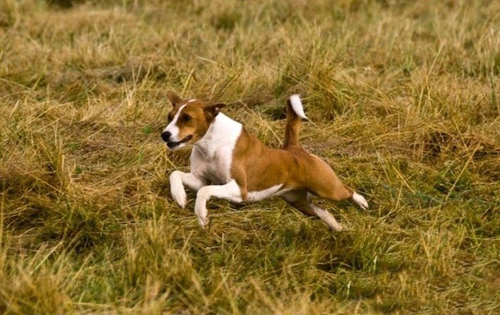 巴仙吉犬的训练方法    熟悉主人气味和口令