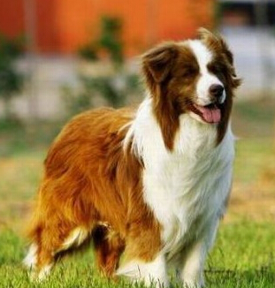 不列塔尼猎犬的训练方法 美食的诱惑