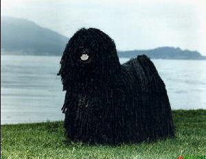 波利犬的价格 波利犬具备理性和智慧