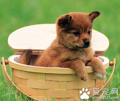 狗狗呕吐吃什么 尽量少喂零食给狗狗