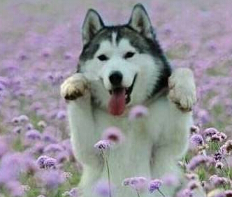  狗狗身上有虫 尽量不要跟流浪狗接触