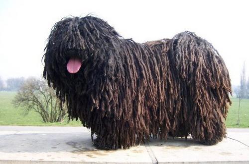 波利犬的训练方法 制定训练方案并执行