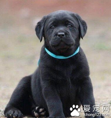 如何挑选拉布拉多 用科学的手法去认证