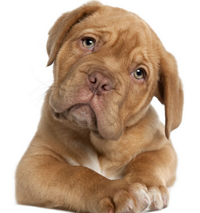 狗狗服从训练 反复训练加深狗的记忆