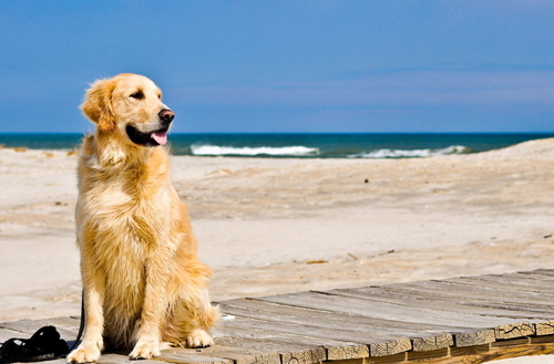 训练狗狗坐立 机械与引诱双重刺激