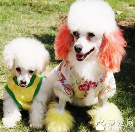 狗狗最爱吃什么 要注意搭配保证营养均衡