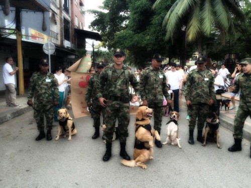 哥伦比亚士兵领军犬上街卖萌