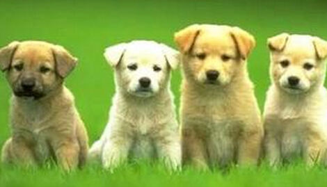 狗狗身上有细菌吗 注意生活卫生