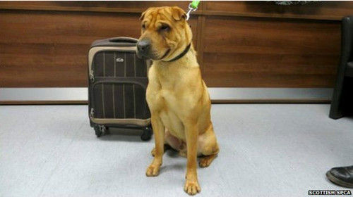 小狗连带“随身行李箱”被遗弃在火车站