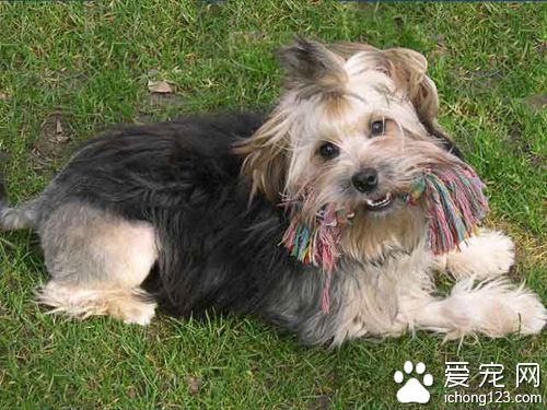 罗秦犬多少钱   三千元上下波动