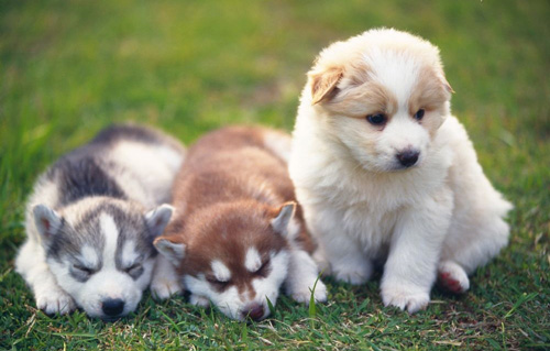 狗狗随行训练 训练不可一蹴而就