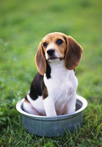 狗狗不听话怎么训练 十大训练很重要