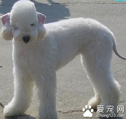 贝灵顿梗可训练性 是具有强韧下颚的品种