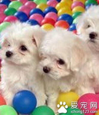 狗狗消化不好吃什么 采取正确的饲养管理