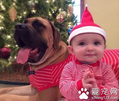 义犬救主人幼女生命后患病 收到全球祝福捐款