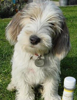 贝吉格里芬凡丁犬的训练方法 进行环境复杂化锻炼