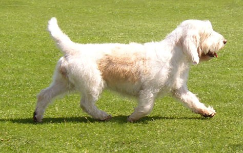 迷你贝吉格芬凡丁犬掉毛程度 养护得当不太掉毛