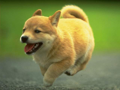 狗狗不能吃什么 洋葱葡萄巧克力