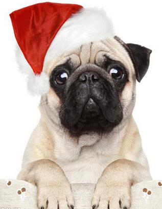 狗狗训练课程 12项狗狗训练课程