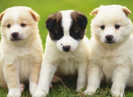  免费领养狗狗 记得给狗狗办狗证