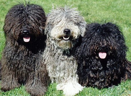  波利犬的性格 是个非常优秀的伴侣犬