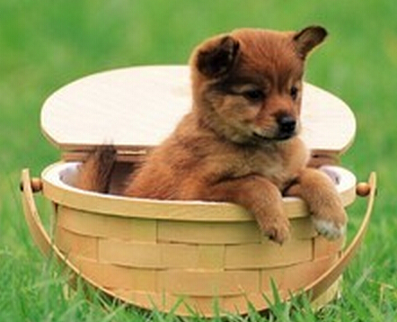 狗狗什么时候训练上厕所 注意观察狗狗上厕所的时间