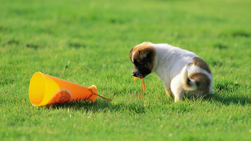 狗狗大便训练 口令报纸都不能少