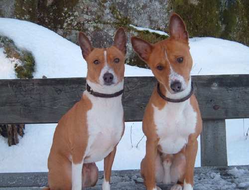 巴仙吉犬的养护常识 卫生状况不能忽视