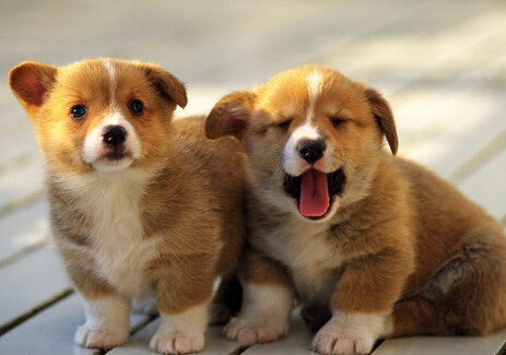 训练狗狗跟随 奖励、惩罚同时兼用