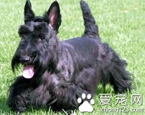 苏格兰梗多少钱 具体价格以狗而定