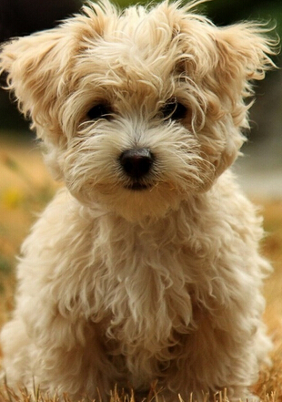 狗狗如厕训练  利用“引便剂”也是一种方法