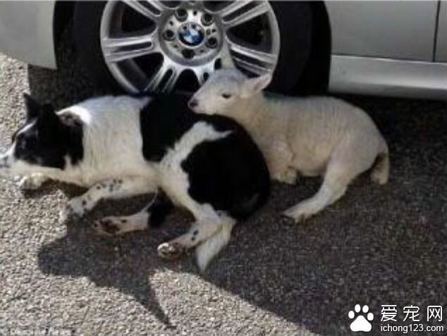 小羊把母狗当妈妈学小狗跑跳