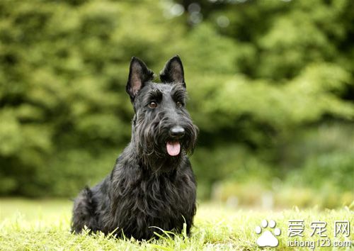 苏格兰梗的训练方法 培养听从口令手势的能力