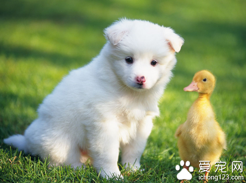 狗身上有硬疙瘩 不能因为无知而耽误了狗的病情