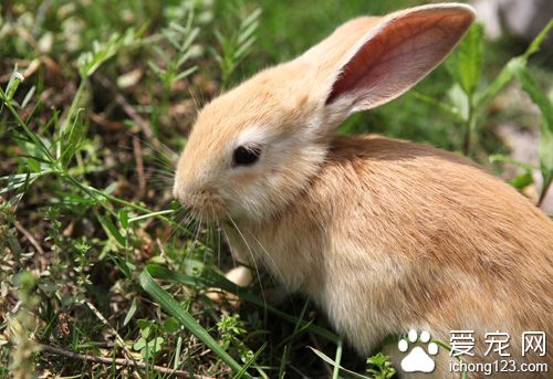 如何训练兔子上厕所  注意观察要有耐心