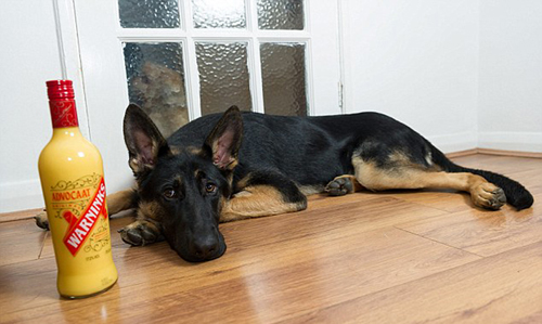 德国牧羊犬误喝圣诞酒 醉到不能走路送救护车